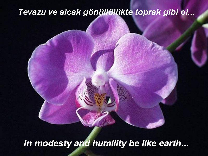 mevlana by seda aksu - Ourboox.com