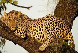 פיהוק חייתי by meirav - Ourboox.com