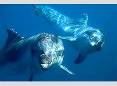 פיהוק חייתי by meirav - Ourboox.com