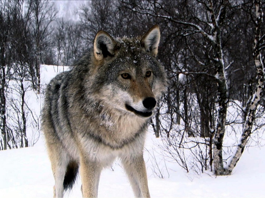 הזאב by hadas - Ourboox.com