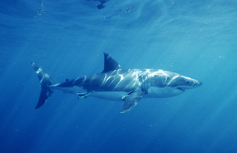 בעלי חיים בטבע by aviv bar - Illustrated by אביב בר - Ourboox.com