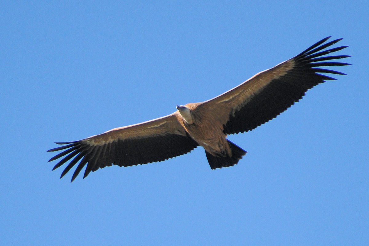 הנשרים הולכים ונכחדים by raninduaa - Ourboox.com