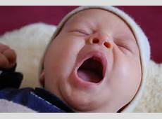 פיהוק חייתי by meirav - Ourboox.com