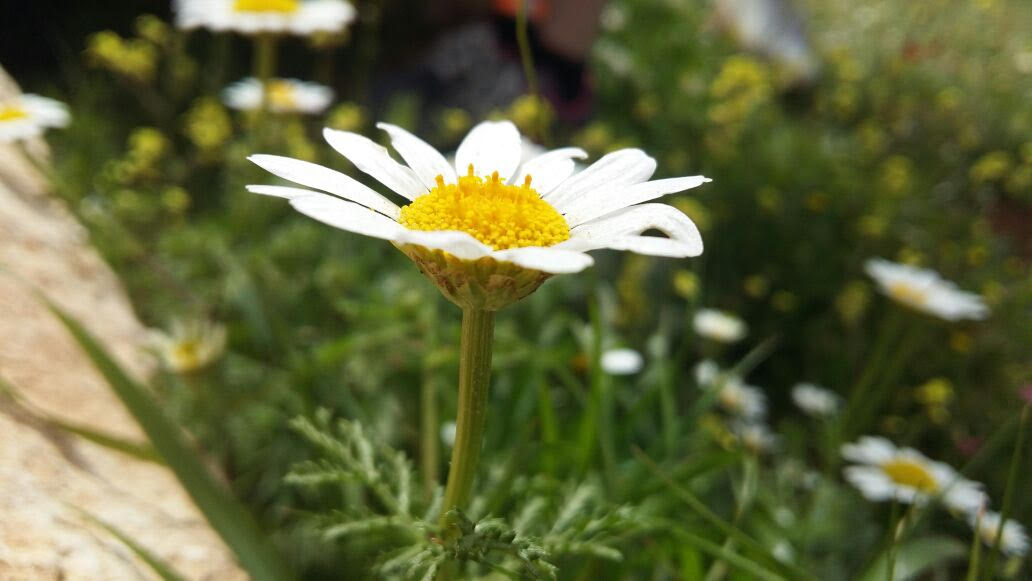 my family by English Maymon - Ourboox.com