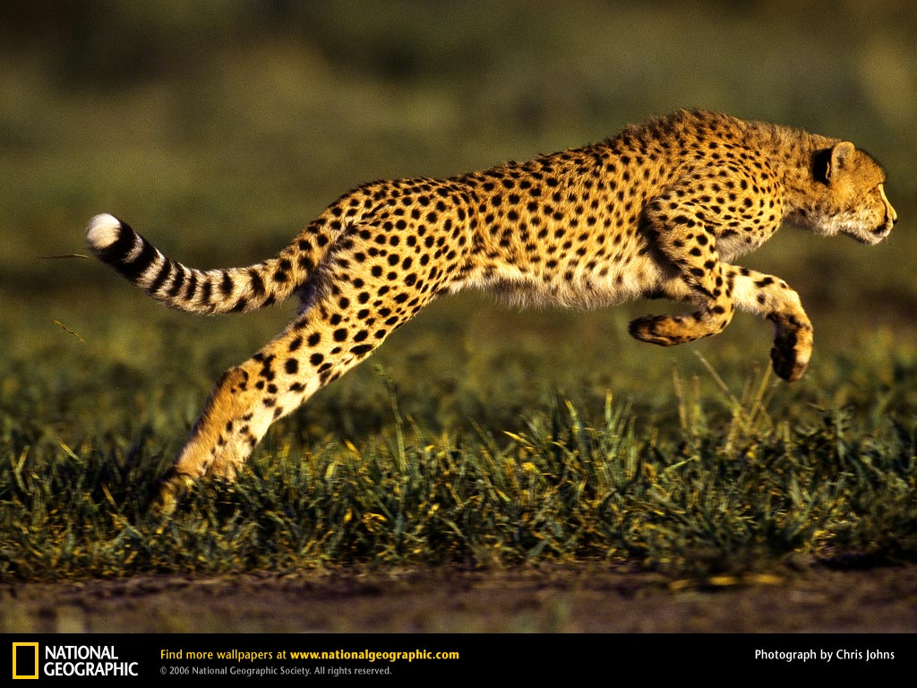 בעלי חיים בטבע by aviv bar - Illustrated by אביב בר - Ourboox.com