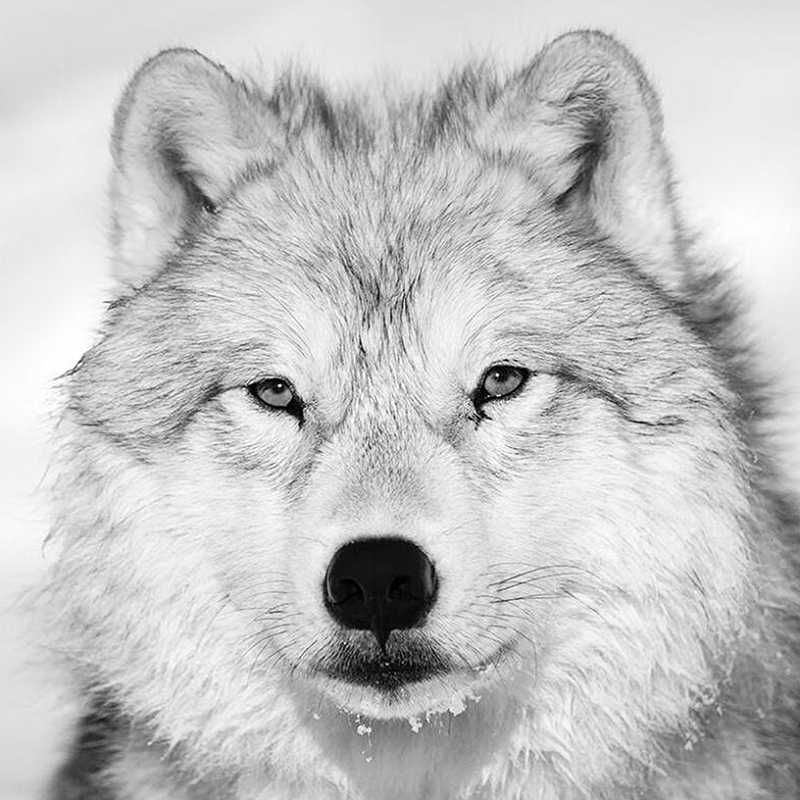 הזאב by hadas - Ourboox.com