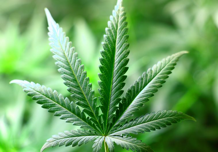 מצע- מפלגת פסיפס, בחירות 2017 by Tom, Abigail & Naama - Illustrated by תום מנורי, אביגיל הררי ונעמה רשף - Ourboox.com