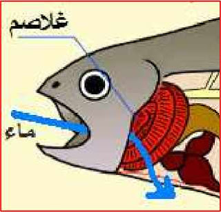 التنفّس عند الإنسان by jihed - Ourboox.com