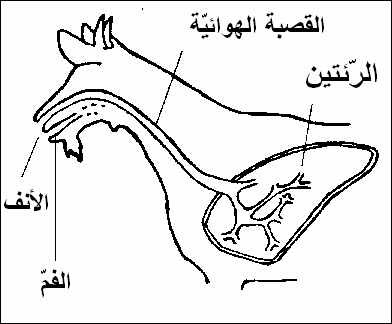 التنفّس عند الإنسان by jihed - Ourboox.com