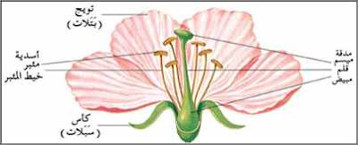 التكاثر الزهري by roua soyeh - Ourboox.com