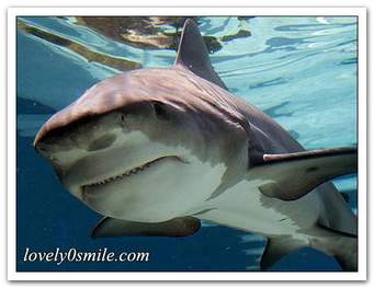 المملكة الحيوانية(الفقاريات) by tasneem - Ourboox.com