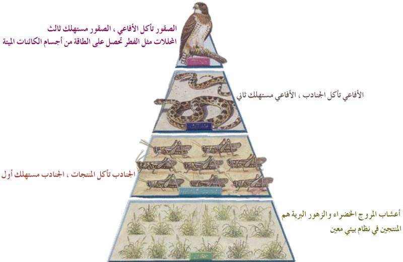الوسط البيىء by med ali zemni - Ourboox.com