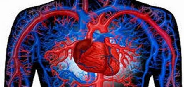 جهاز دوران الدم by ayoub - Ourboox.com