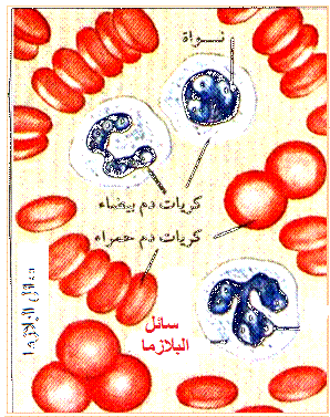 الدم by yasmine  - Illustrated by ياسمين بن عمر - Ourboox.com