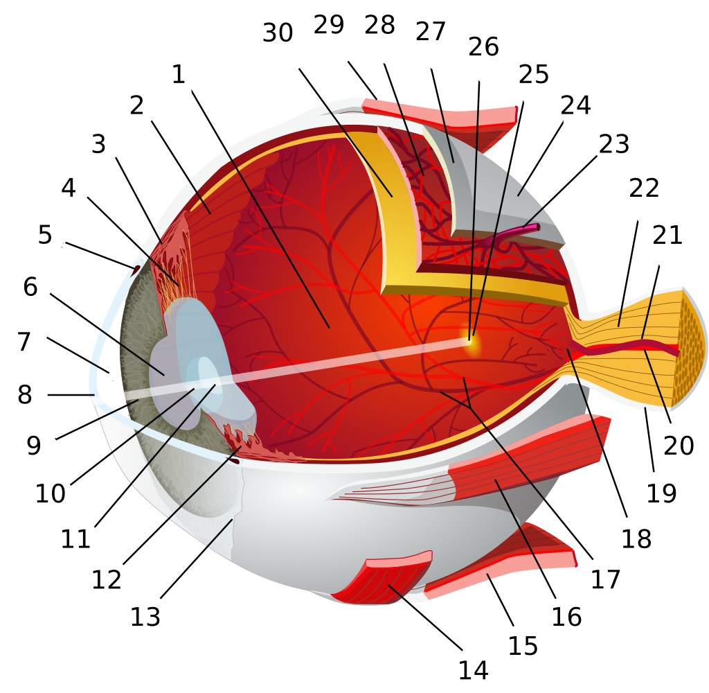 العين by yassine - Ourboox.com