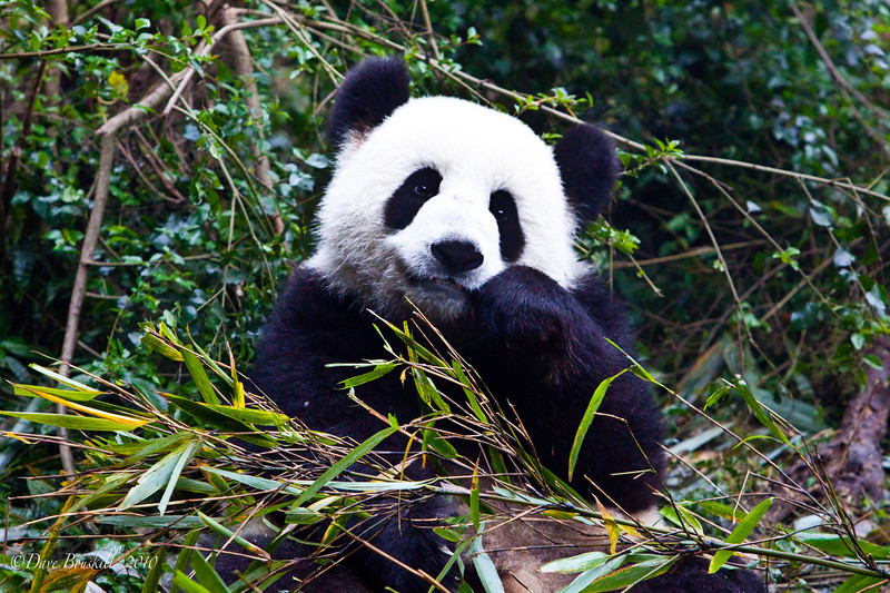 Giant Panda by Goda - Ourboox.com