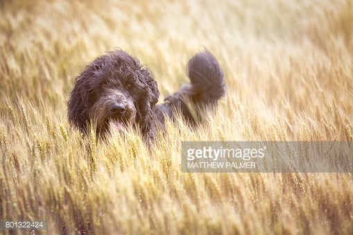 Ben and Dana by Roni - Ourboox.com