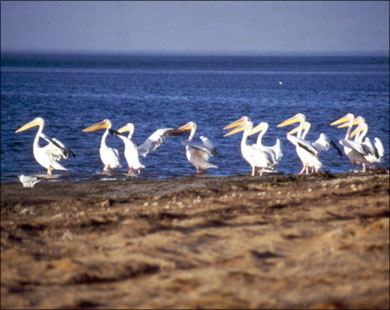 موريتانيا by Dareen - Ourboox.com