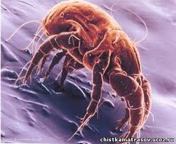 היסטוריה של המדע – גילוי התאים by mindy cohen - Illustrated by מעובד על-פי מדעי החיים לכיתה ז מט"ח, 2011 - Ourboox.com