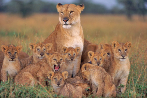 Lion by Modestas - Ourboox.com