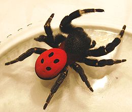 endangered animal by Agne - Illustrated by Agne Praniulyte - Ourboox.com