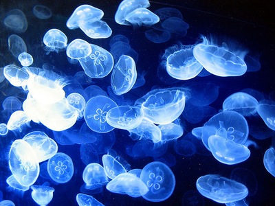 רפואה בעולם:) by gil bakal - Illustrated by גיל בקאל ועדן ברם - Ourboox.com