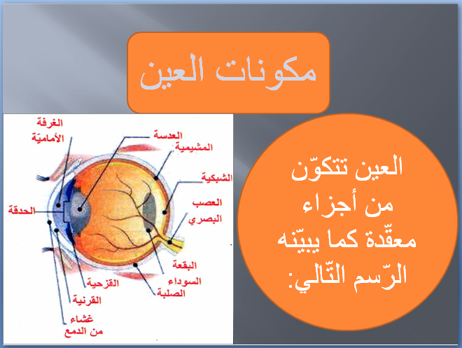 الإيقاظ العلمي : العين by omar louhichi - Illustrated by عمر الوحيشي - Ourboox.com