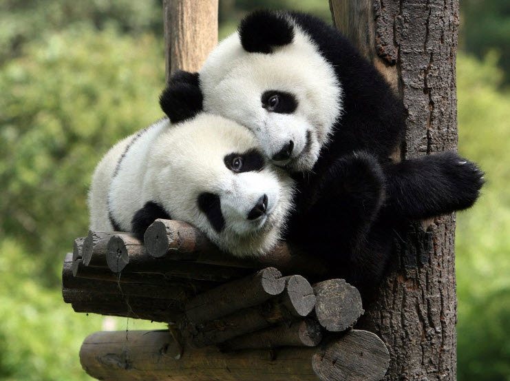 Giant Panda by Goda - Ourboox.com