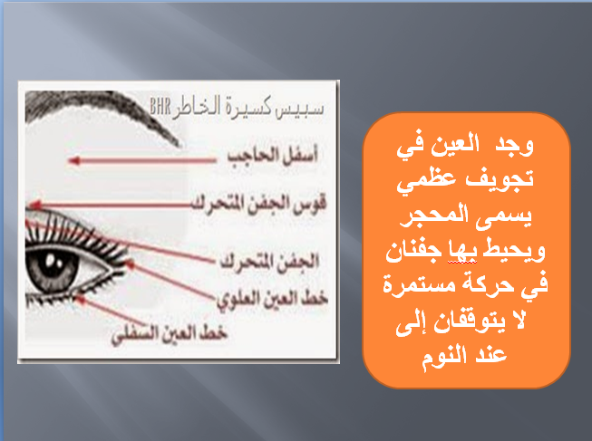 الإيقاظ العلمي : العين by omar louhichi - Illustrated by عمر الوحيشي - Ourboox.com