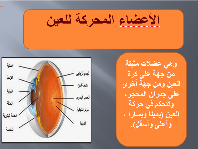 الإيقاظ العلمي : العين by omar louhichi - Illustrated by عمر الوحيشي - Ourboox.com