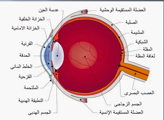 الإيقاظ العلمي : العين by omar louhichi - Illustrated by عمر الوحيشي - Ourboox.com
