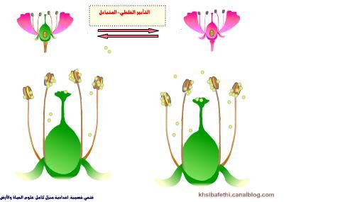 التكاثر الزهري by roua soyeh - Ourboox.com