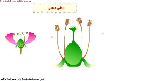 التكاثر الزهري by roua soyeh - Ourboox.com