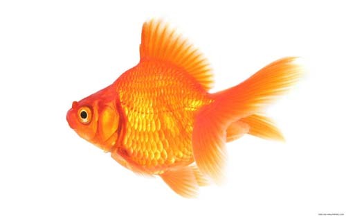 الصياد والسمكة by hneen abuabed - Ourboox.com