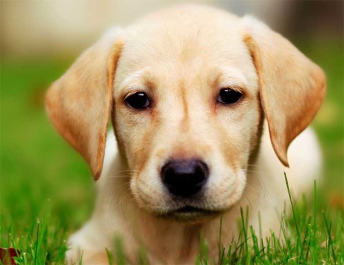 שיר -ב3-יום בגן החיות by amir - Ourboox.com