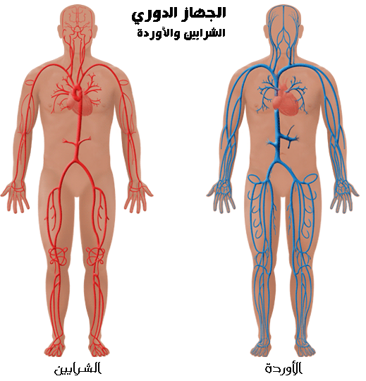 جهاز النقل by magda - Illustrated by ماجدة زيدان + هدى عمر + نجوان غره +فدوى زيدان - Ourboox.com