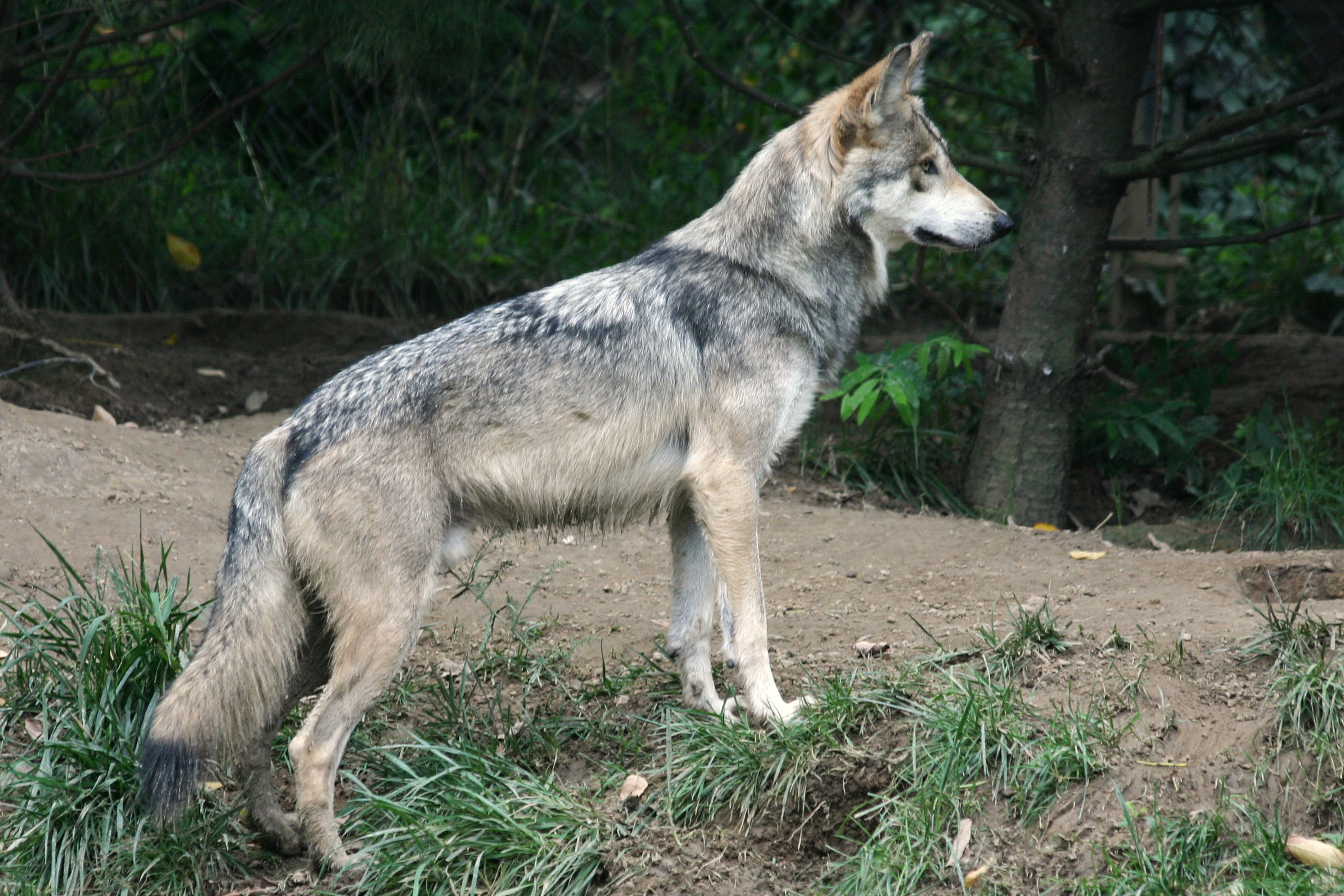 הזאב by hadas - Ourboox.com