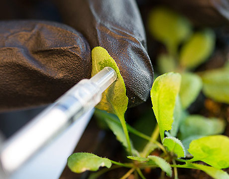Bomb-Sniffing Spinach by Thomas Miller - Ourboox.com