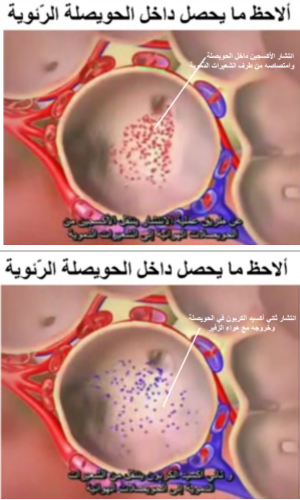 الهواء و التّنفّس by yassine laribi - Ourboox.com