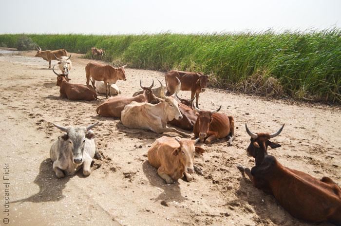 موريتانيا by Dareen - Ourboox.com