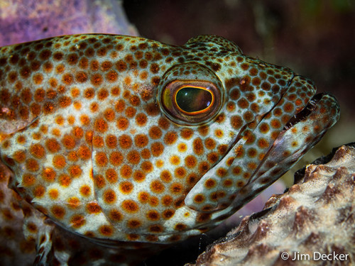 Best Underwater Compact Cameras by Thomas Miller - Ourboox.com