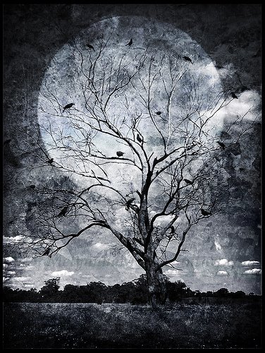 التينة الحمقاء by Hind Hawashleh - Ourboox.com