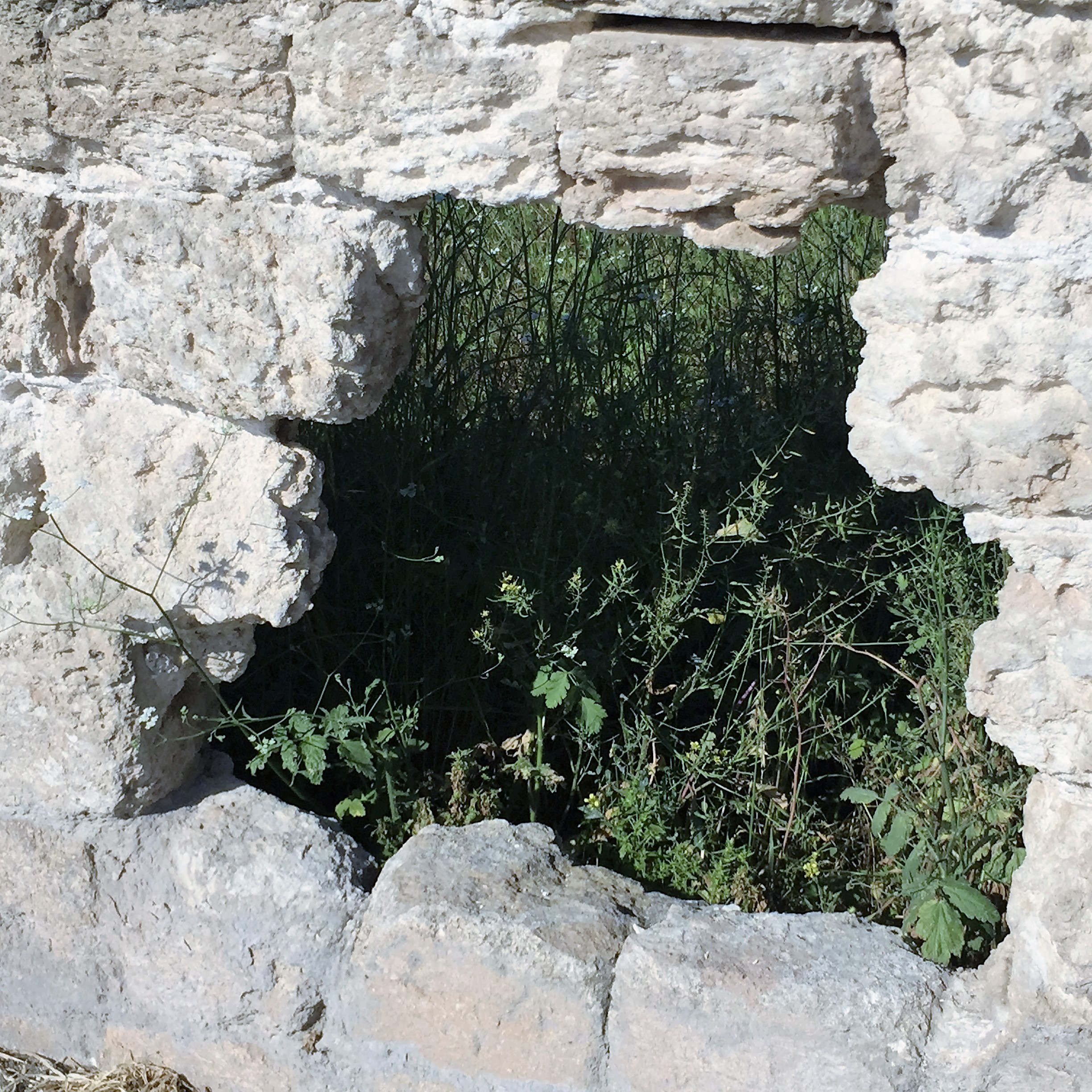 Say Cheese, Goat Cheese – Breakfast in Bat Shlomo by Mel Rosenberg - מל רוזנברג - Ourboox.com