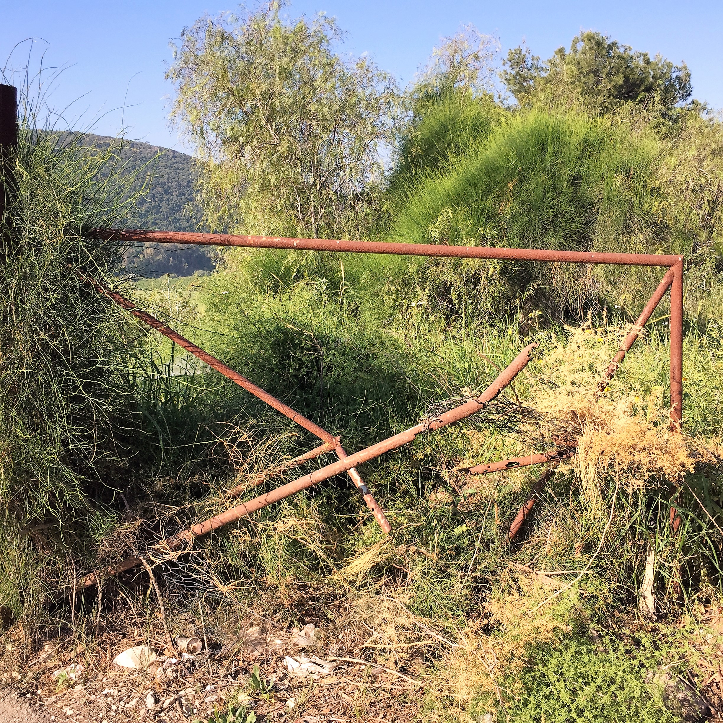 Say Cheese, Goat Cheese – Breakfast in Bat Shlomo by Mel Rosenberg - מל רוזנברג - Ourboox.com
