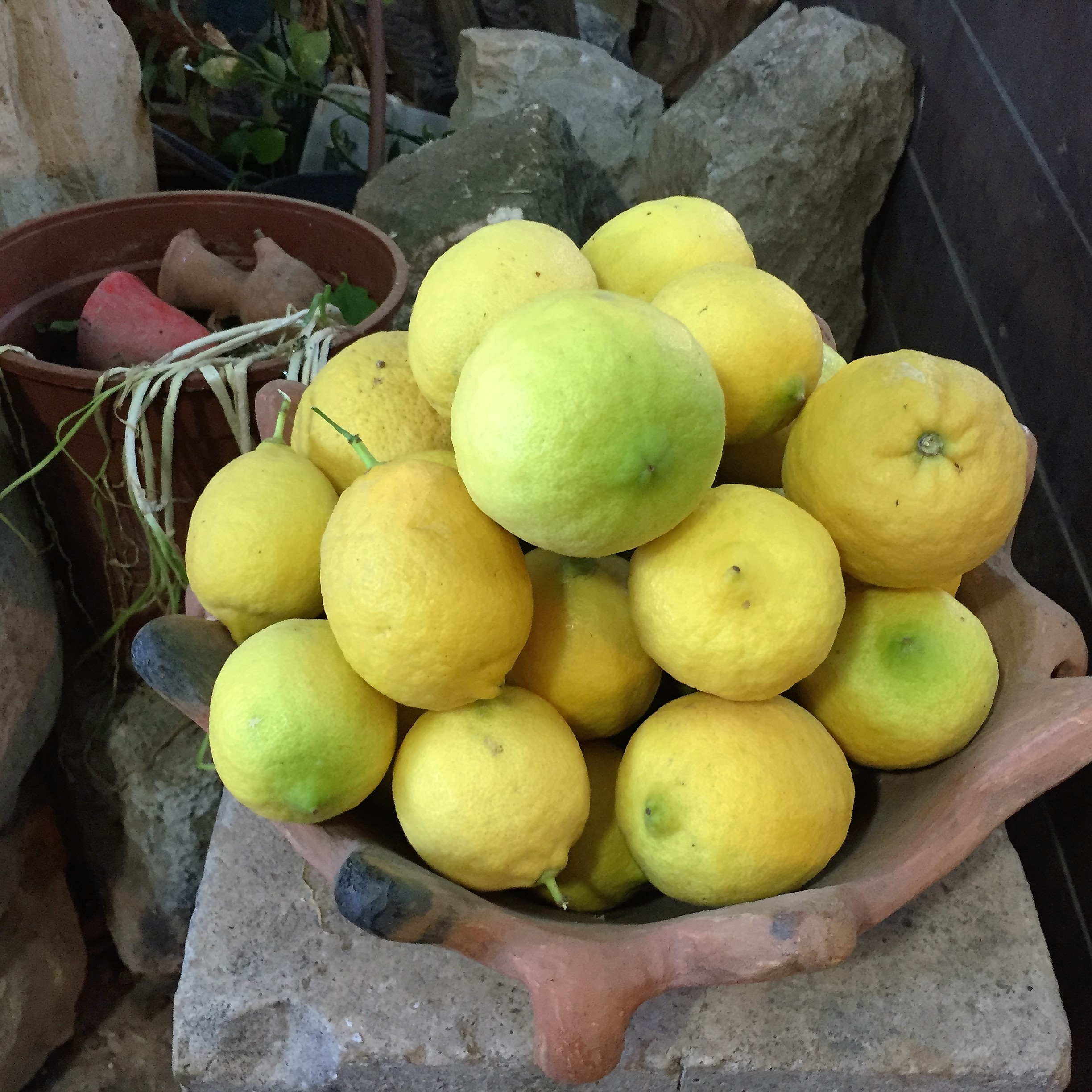 Say Cheese, Goat Cheese – Breakfast in Bat Shlomo by Mel Rosenberg - מל רוזנברג - Ourboox.com