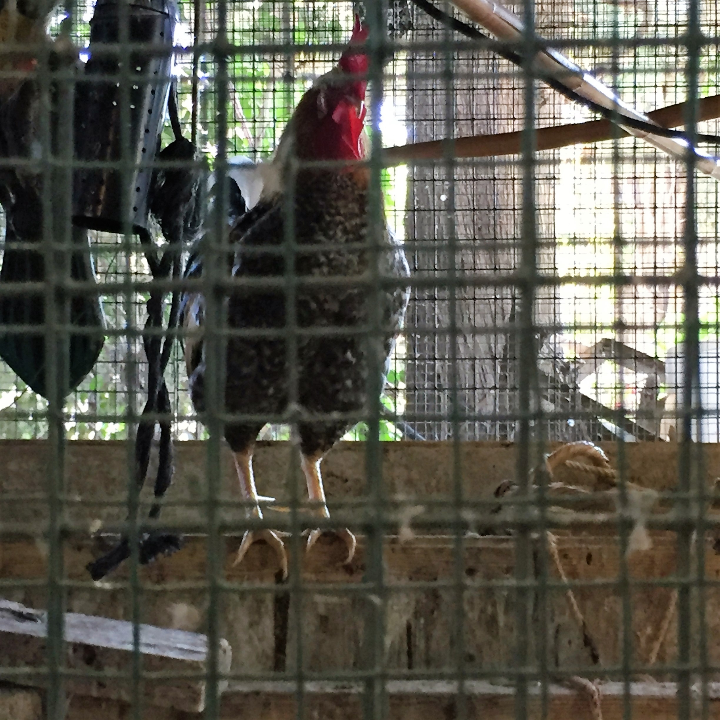 Say Cheese, Goat Cheese – Breakfast in Bat Shlomo by Mel Rosenberg - מל רוזנברג - Ourboox.com