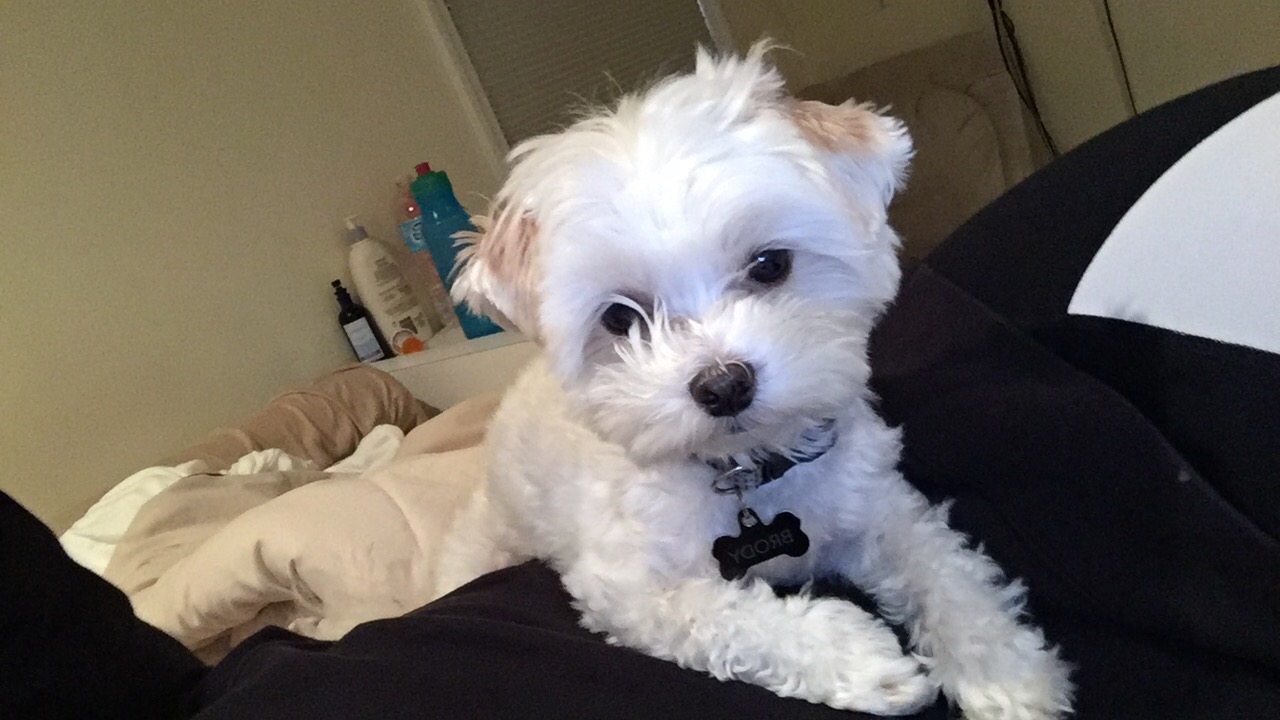 My Favorite Things by Jordyn Schlussel - Illustrated by Jordyn Schlussel - Ourboox.com