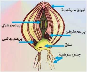 motez by motez kacem - Ourboox.com