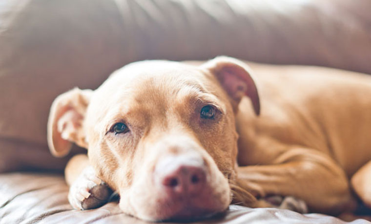 Ulises pasó la Odisea de vuelta a casa by Marcos Garcia - Ourboox.com