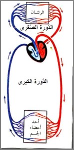 الدم by yasmine  - Illustrated by ياسمين بن عمر - Ourboox.com